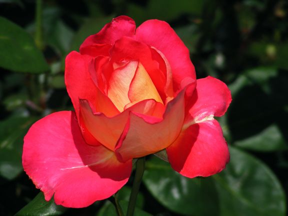 Trump Card photo tc2013_06030076_zpsc436d22b.jpg